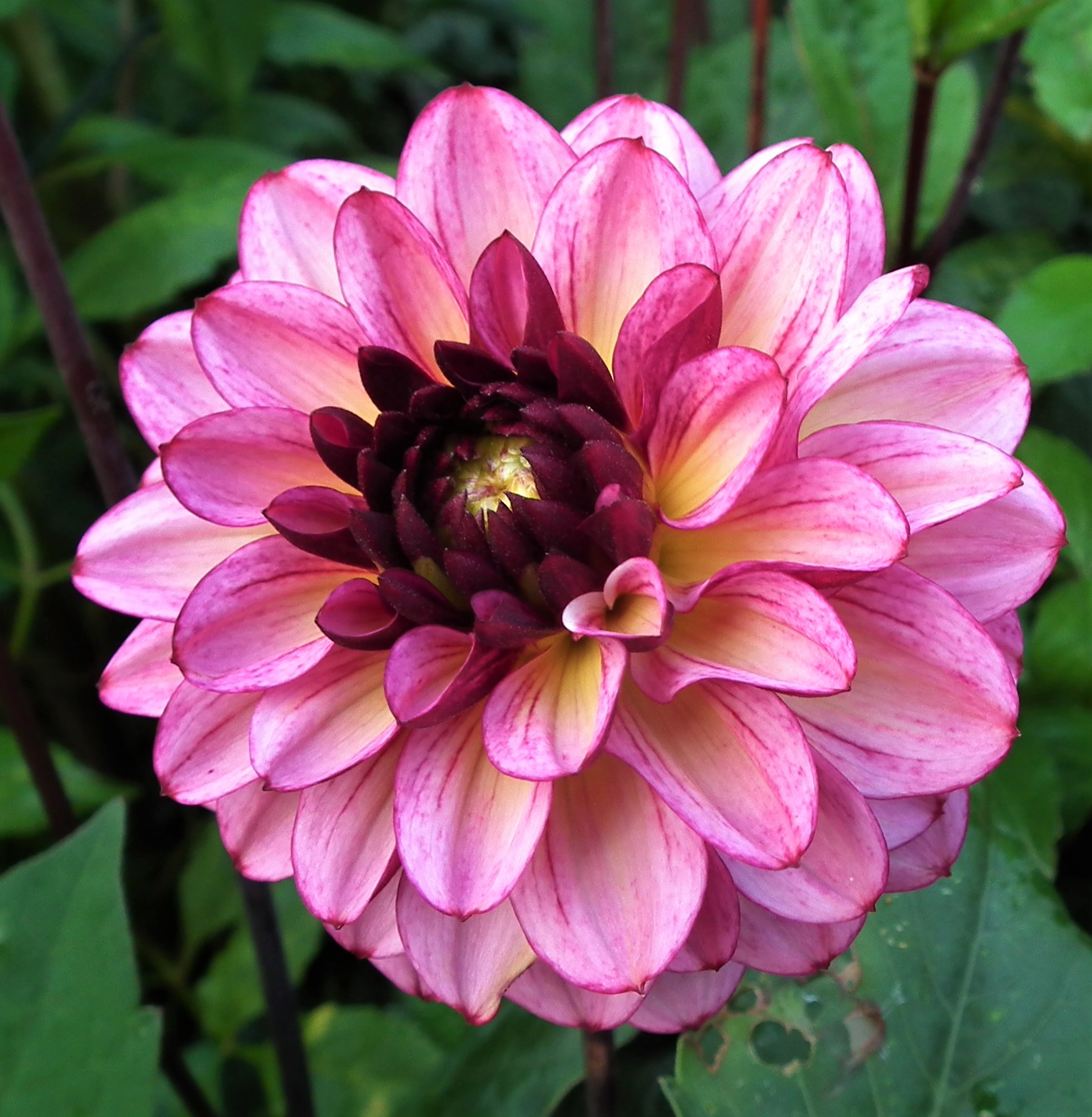 Dahlia Seniors Hope